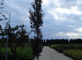 Topol osika 'Erecta' - Populus tremula 'Erecta'