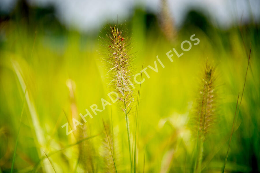 Dochan psárkovitý 'Hameln' - Pennisetum alopecuroides 'Hameln'