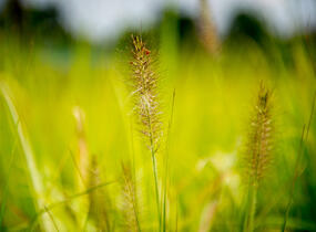 Dochan psárkovitý 'Hameln' - Pennisetum alopecuroides 'Hameln'