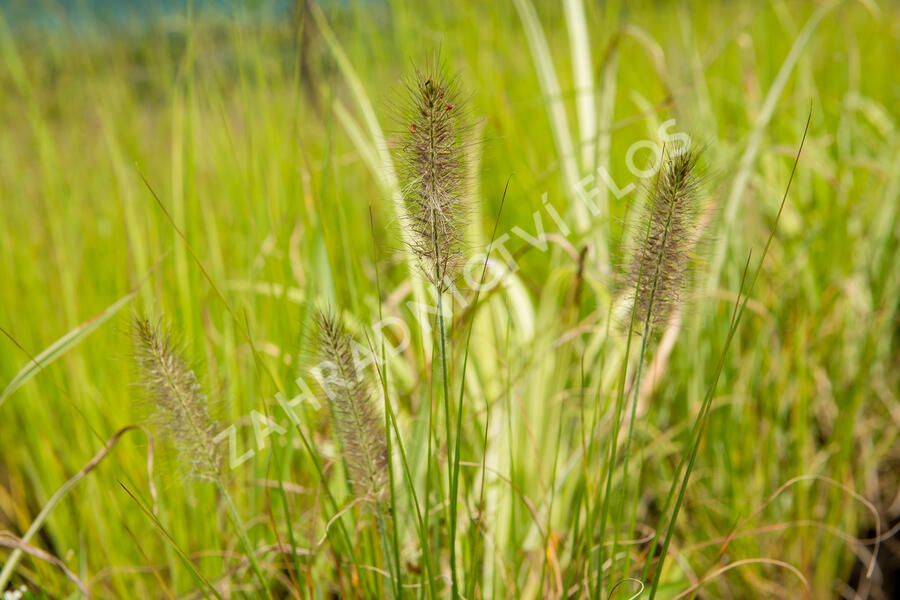 Dochan psárkovitý 'Hameln' - Pennisetum alopecuroides 'Hameln'