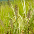 Dochan psárkovitý 'Hameln' - Pennisetum alopecuroides 'Hameln'