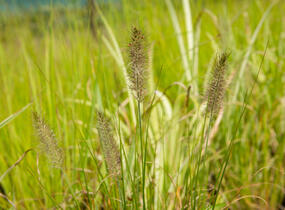 Dochan psárkovitý 'Hameln' - Pennisetum alopecuroides 'Hameln'
