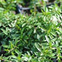 Saturejka - Satureja repanda