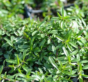 Saturejka - Satureja repanda