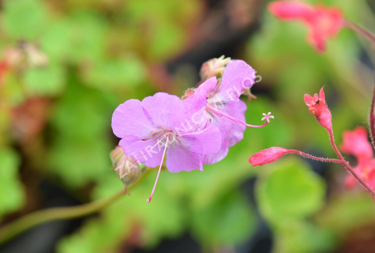 Kakost 'Cambridge' - Geranium x cantabrigiense 'Cambridge'