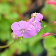 Kakost 'Cambridge' - Geranium x cantabrigiense 'Cambridge'