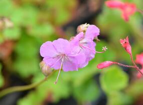 Kakost 'Cambridge' - Geranium x cantabrigiense 'Cambridge'