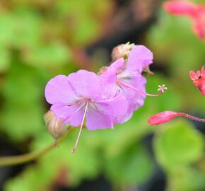 Kakost 'Cambridge' - Geranium x cantabrigiense 'Cambridge'