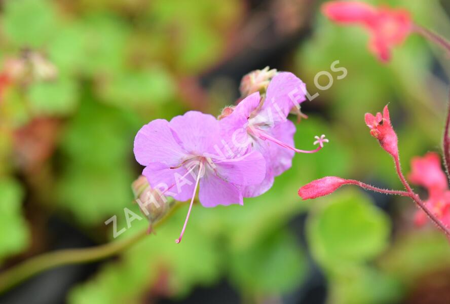Kakost 'Cambridge' - Geranium x cantabrigiense 'Cambridge'