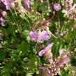 Kakost 'Cambridge' - Geranium x cantabrigiense 'Cambridge'
