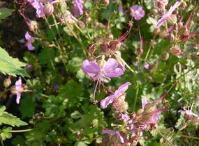 Kakost 'Cambridge' - Geranium x cantabrigiense 'Cambridge'