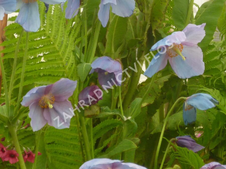 Mákovník - Meconopsis betonicifolia