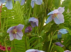 Mákovník - Meconopsis betonicifolia
