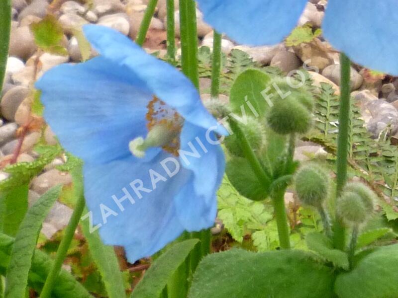 Mákovník - Meconopsis betonicifolia