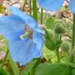 Mákovník - Meconopsis betonicifolia