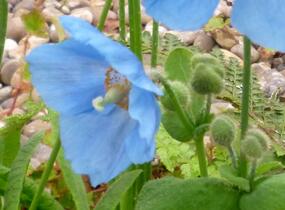 Mákovník - Meconopsis betonicifolia