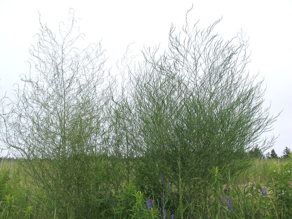 Chřest lékařský - Asparagus officinalis