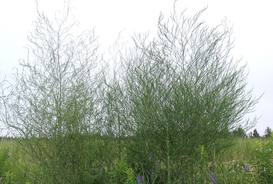 Chřest lékařský - Asparagus officinalis