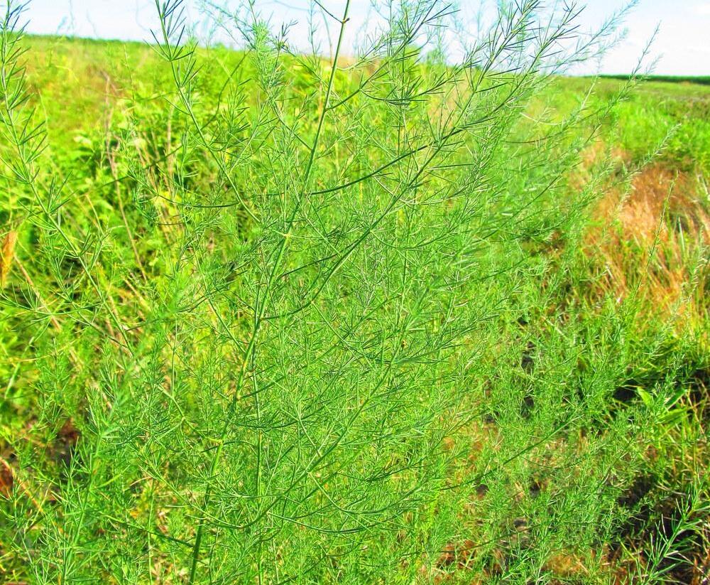 Chřest lékařský - Asparagus officinalis