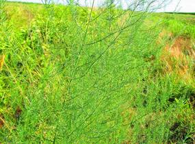 Chřest lékařský - Asparagus officinalis