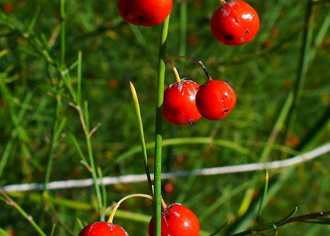 Chřest lékařský - Asparagus officinalis
