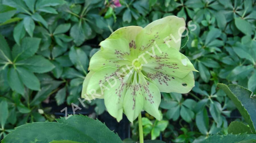 Čemeřice východní 'Double Green Spotted' - Helleborus orientalis 'Double Green Spotted'