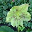 Čemeřice východní 'Double Green Spotted' - Helleborus orientalis 'Double Green Spotted'
