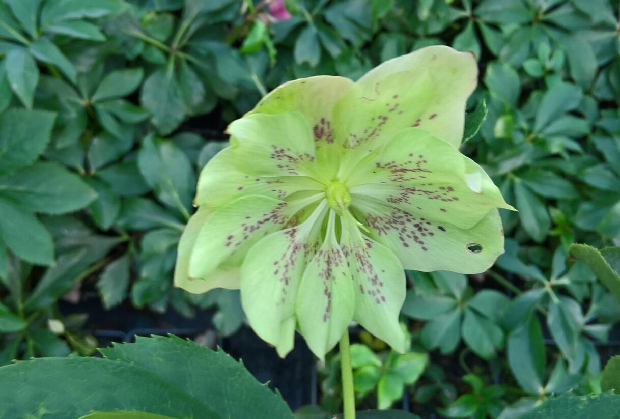 Čemeřice východní 'Double Green Spotted' - Helleborus orientalis 'Double Green Spotted'