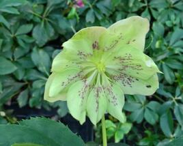 Čemeřice východní 'Double Green Spotted'