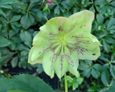 Čemeřice východní 'Double Green Spotted'