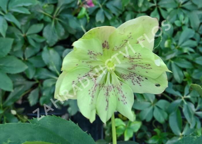 Čemeřice východní 'Double Green Spotted' - Helleborus orientalis 'Double Green Spotted'