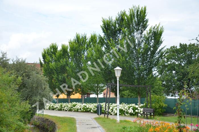 Jilm 'Lobel' - Ulmus 'Lobel'