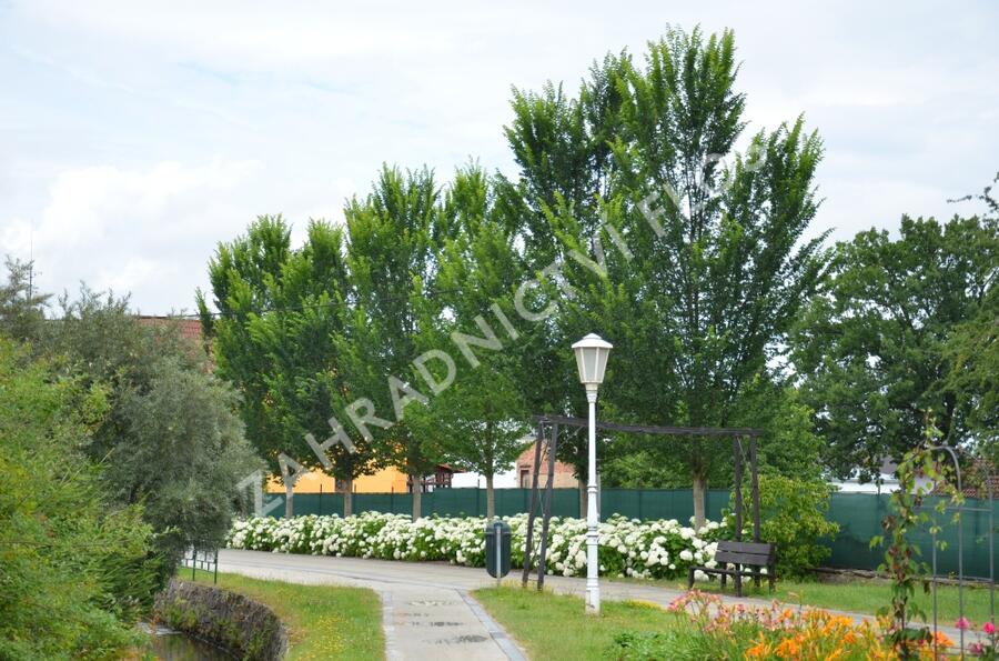 Jilm 'Lobel' - Ulmus 'Lobel'