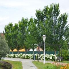 Jilm 'Lobel' - Ulmus 'Lobel'