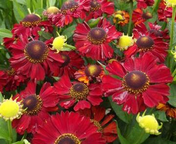 Záplevák podzimní 'UFO Hot Lava'