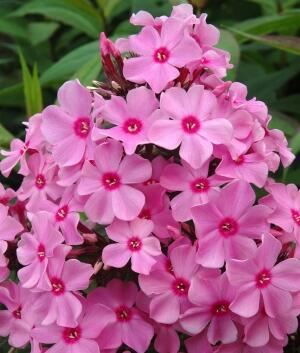 Plamenka latnatá 'Sweet Summer Rose' - Phlox paniculata 'Sweet Summer Rose'