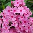 Plamenka latnatá 'Sweet Summer Rose' - Phlox paniculata 'Sweet Summer Rose'