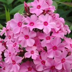 Plamenka latnatá 'Sweet Summer Rose' - Phlox paniculata 'Sweet Summer Rose'