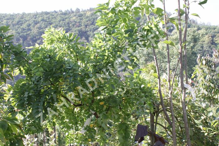 Trnovník akát Twisty Baby® 'Lace Lady' - Robinia pseudoacacia Twisty Baby® 'Lace Lady'