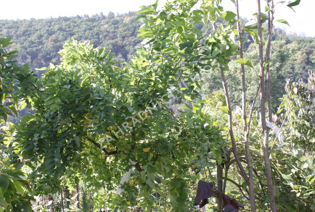 Trnovník akát Twisty Baby® 'Lace Lady' - Robinia pseudoacacia Twisty Baby® 'Lace Lady'