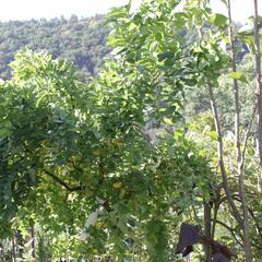 Trnovník akát Twisty Baby® 'Lace Lady' - Robinia pseudoacacia Twisty Baby® 'Lace Lady'
