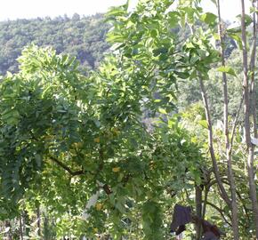 Trnovník akát Twisty Baby® 'Lace Lady' - Robinia pseudoacacia Twisty Baby® 'Lace Lady'