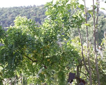 Trnovník akát Twisty Baby® 'Lace Lady'