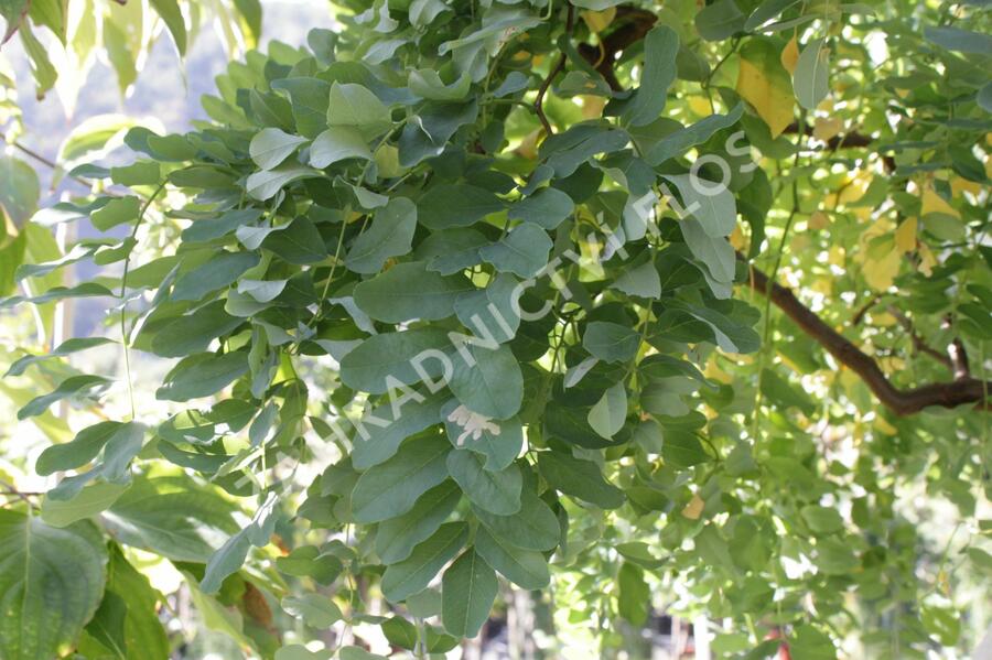 Trnovník akát Twisty Baby® 'Lace Lady' - Robinia pseudoacacia Twisty Baby® 'Lace Lady'