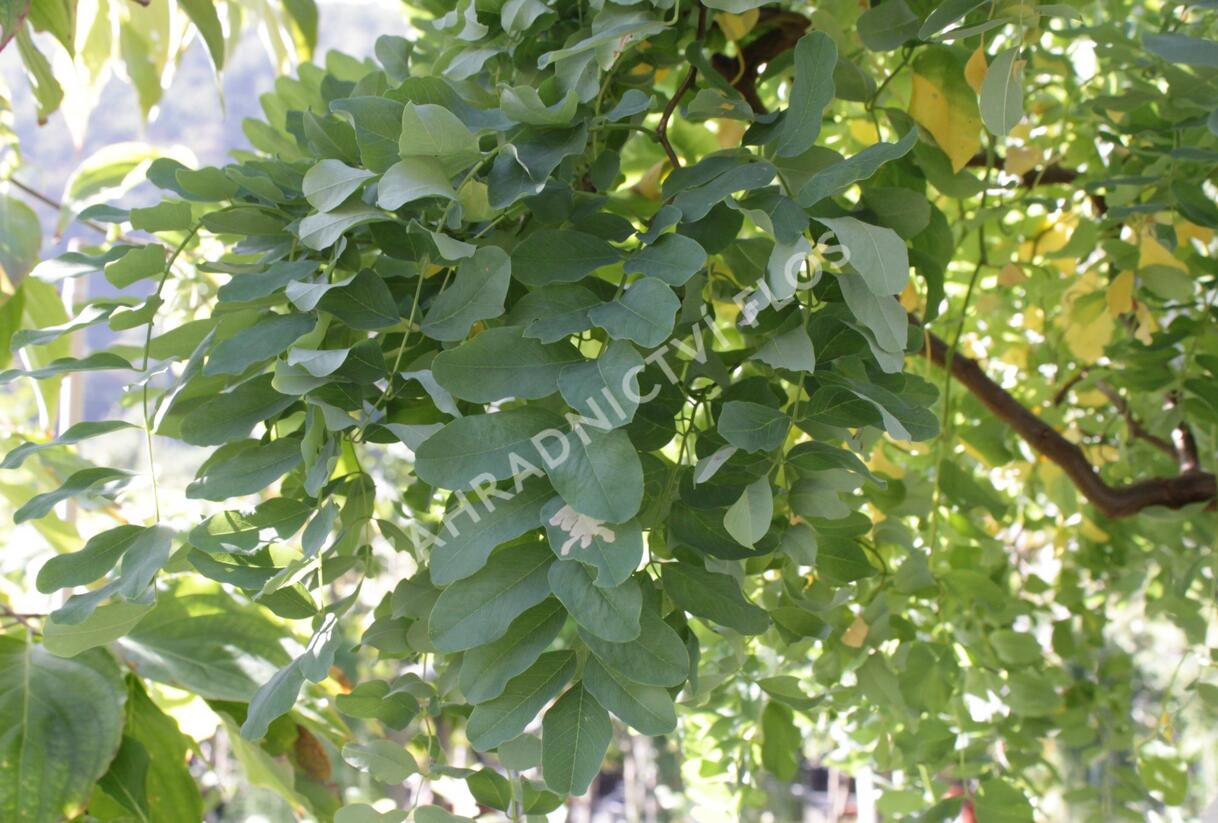 Trnovník akát Twisty Baby® 'Lace Lady' - Robinia pseudoacacia Twisty Baby® 'Lace Lady'