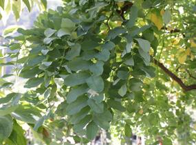 Trnovník akát Twisty Baby® 'Lace Lady' - Robinia pseudoacacia Twisty Baby® 'Lace Lady'
