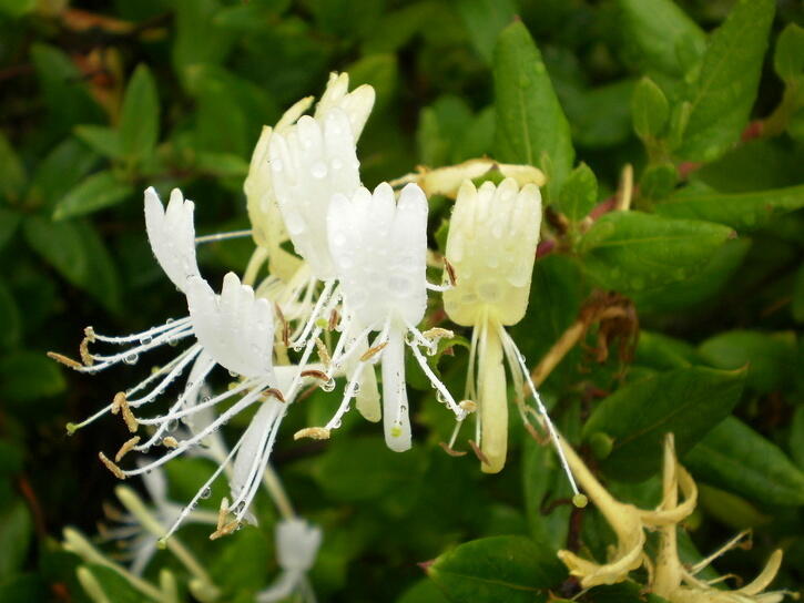 Zimolez japonský 'Halliana' - Lonicera japonica 'Halliana'