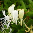 Zimolez japonský 'Halliana' - Lonicera japonica 'Halliana'