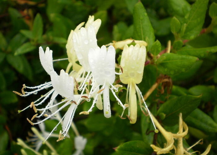 Zimolez japonský 'Halliana' - Lonicera japonica 'Halliana'
