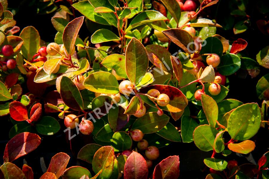 Libavka polehlá 'Winter Pearls Speedy Baron' - Gaultheria procumbens 'Winter Pearls Speedy Baron'